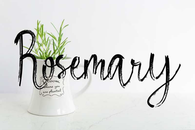10+ Best Choice of Typography Cursive Font for Designer