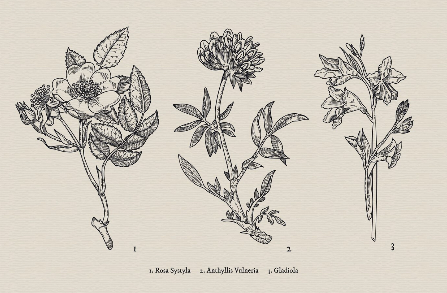 Realistic hand-drawn botanical element