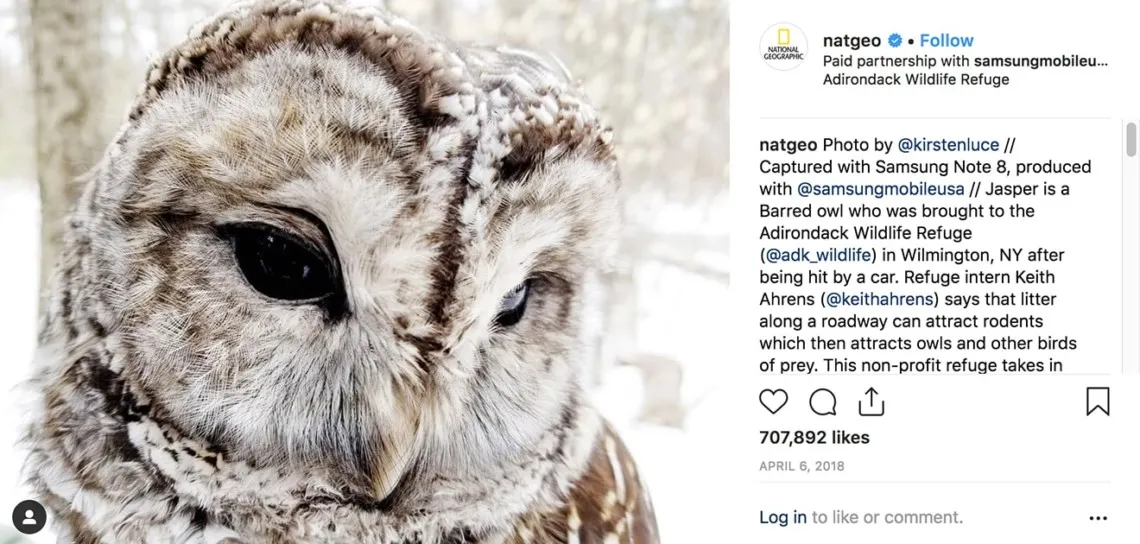 Owl photo from National Geographic Instagram takeover